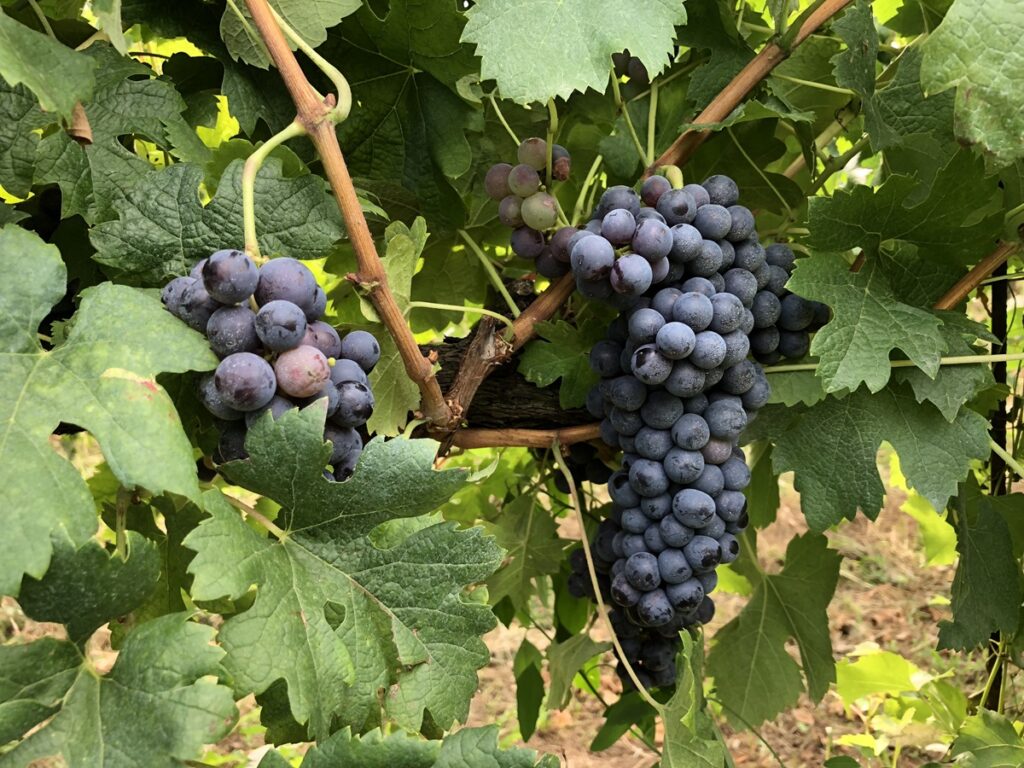 Stagione viticola 2022-2023 vitenova